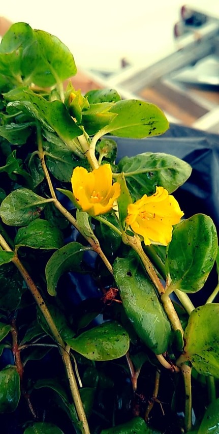 cytrynowo żółte kwiatki tojeści zielonej